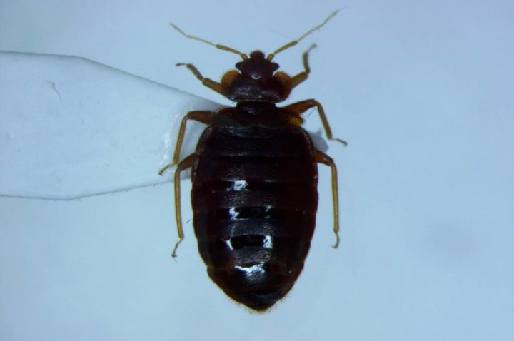 Cimex lectularius parassita