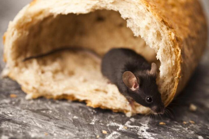 topo dentro una pagnotta di pane