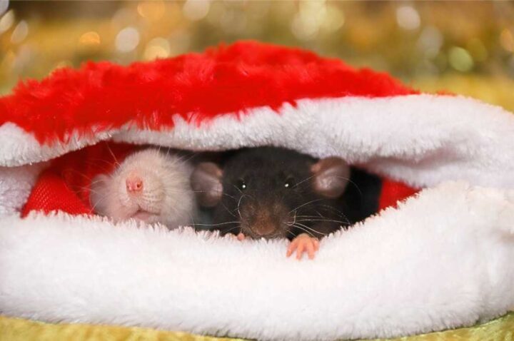 topi con cappuccio da babbo natale