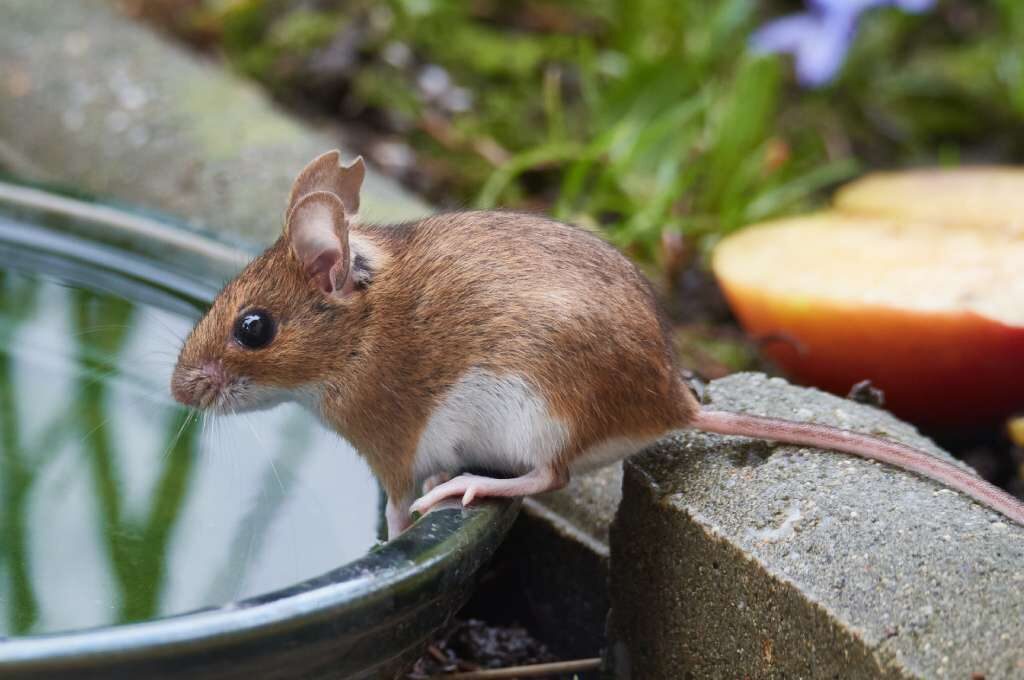 Topi in casa: il topo selvatico (Apodemus)