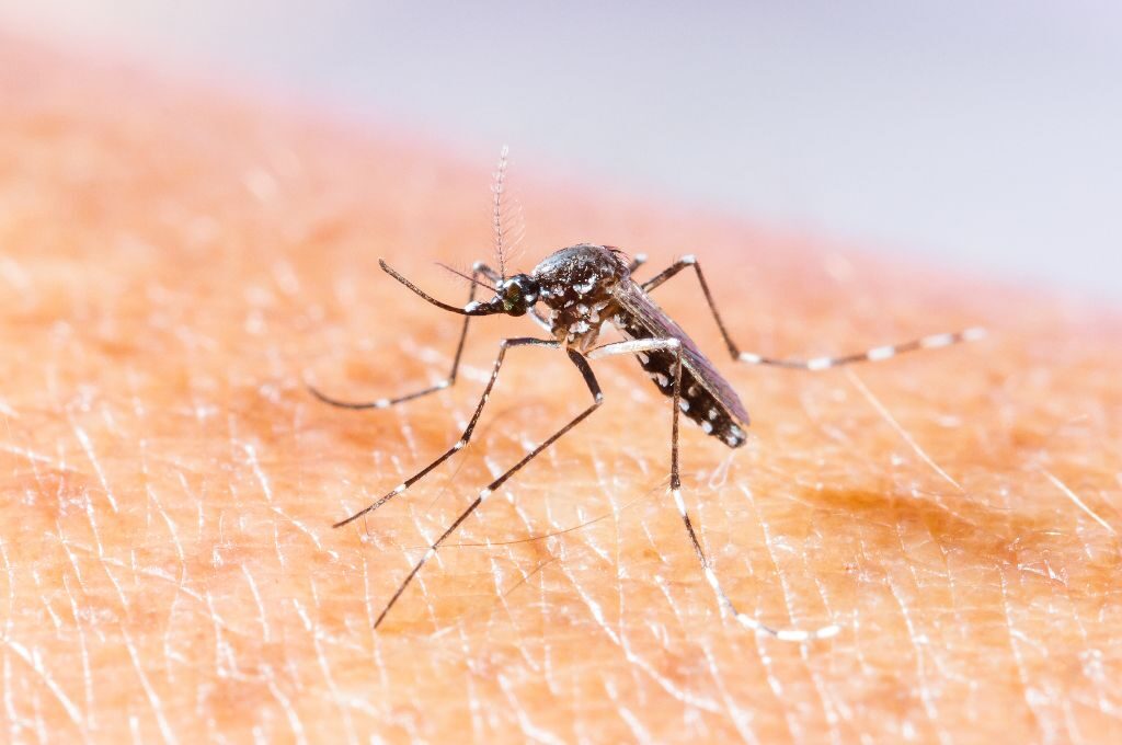 Zanzare e dengue: facciamo chiarezza